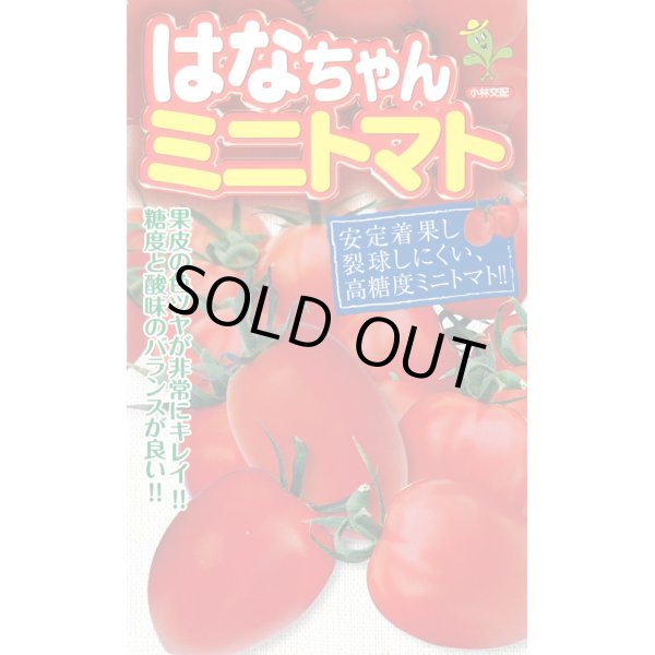 画像1: 送料無料　[トマト/ミニトマト]　はなちゃん　小袋(16粒)小林種苗 (1)