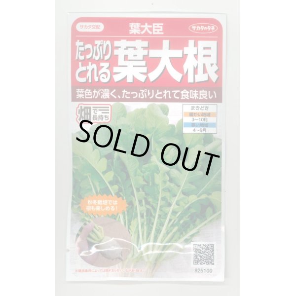 画像1: 送料無料　[大根]　葉ダイコン　葉大臣　約900粒　(株)サカタのタネ　実咲350（003088） (1)