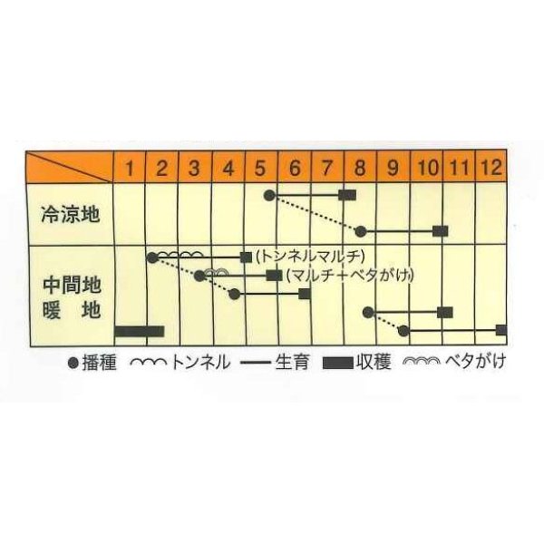 画像2: 送料無料　[大根]　藤くるり　3ml　松永種苗(株) (2)