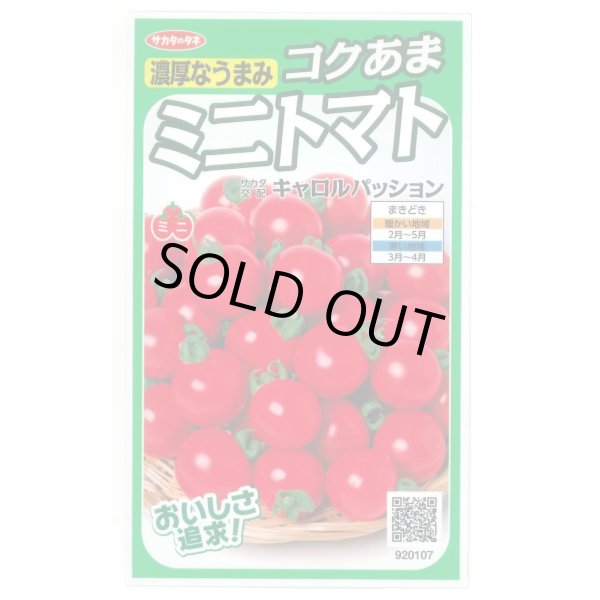 画像1: 送料無料　[トマト/ミニトマト]　キャロルパッション　12粒　(株)サカタのタネ　実咲450（002826） (1)