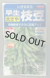 画像: 送料無料　[枝豆]　いきなまる　約40粒　(株)サカタのタネ　実咲350　（003157）　　　　　　　　　　　　　　　　　　　　　　　　　　　　　　　　　　　　