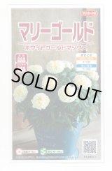 画像: 送料無料　花の種　マリーゴールド　ホワイトゴールドマックス　約30粒　(株)サカタのタネ　実咲500（028554）