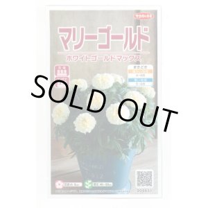 画像: 送料無料　花の種　マリーゴールド　ホワイトゴールドマックス　約30粒　(株)サカタのタネ　実咲500（028554）