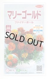 画像: 送料無料　花の種　マリーゴールド　ファイヤーボール　約30粒　(株)サカタのタネ　実咲500（028555）