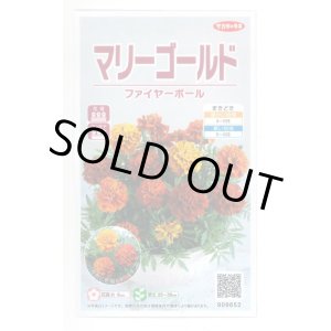 画像: 送料無料　花の種　マリーゴールド　ファイヤーボール　約30粒　(株)サカタのタネ　実咲500（028555）