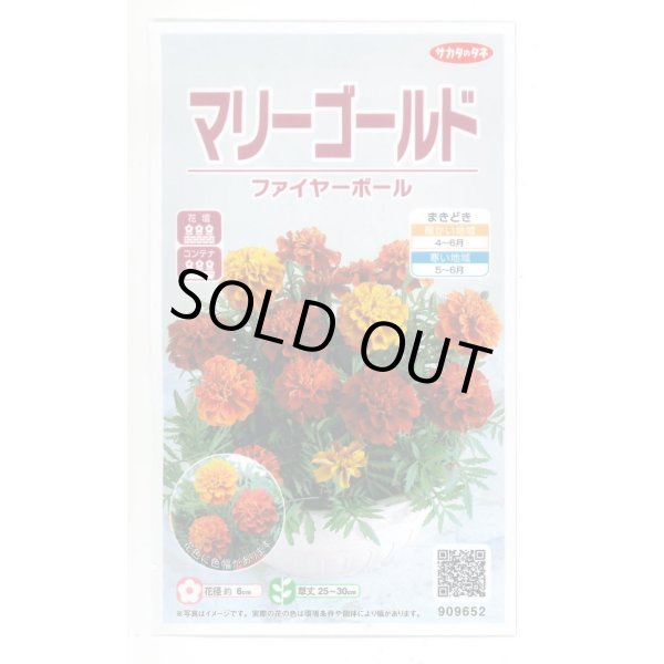 画像1: 送料無料　花の種　マリーゴールド　ファイヤーボール　約30粒　(株)サカタのタネ　実咲500（028555） (1)