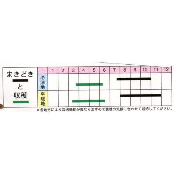 画像3: 送料無料　[葉物]　三池高菜　10ml　(株)タカヤマシード (3)