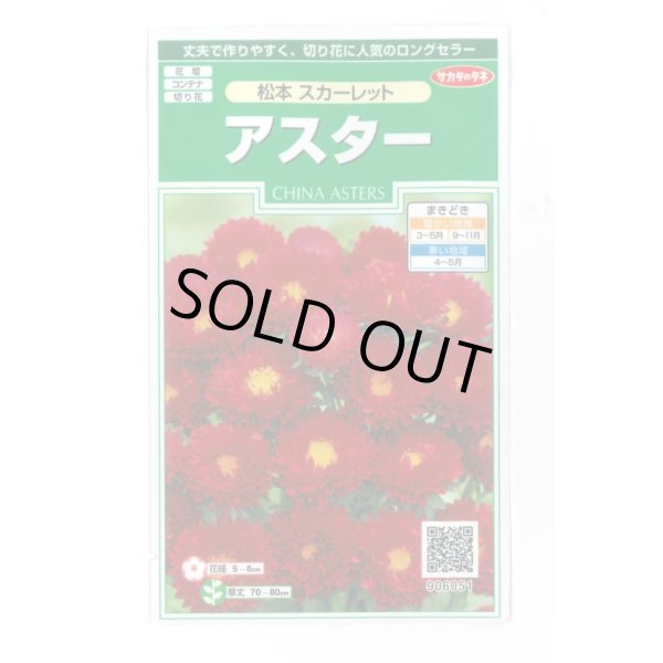 画像1: 送料無料　花の種　アスター　松本スカーレット　約190粒　(株)サカタのタネ　実咲250（026205） (1)