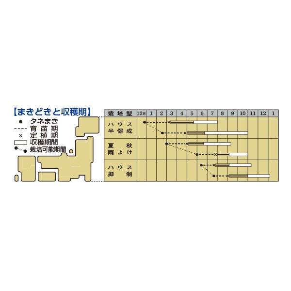 画像3: 送料無料　[トマト/桃太郎系]桃太郎セレクト　1000粒　タキイ種苗(株) (3)