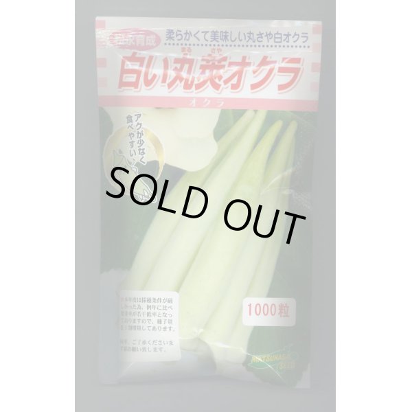 画像1: 送料無料　[オクラ]　白い丸莢オクラ　1000粒　松永種苗(株) (1)