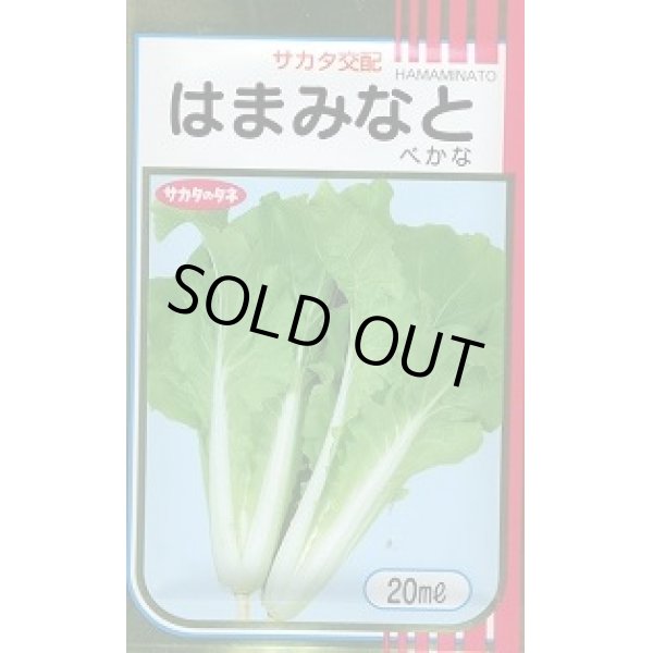 画像1: 送料無料　[葉物]　はまみなとべかな　20ml　サカタのタネ(株) (1)