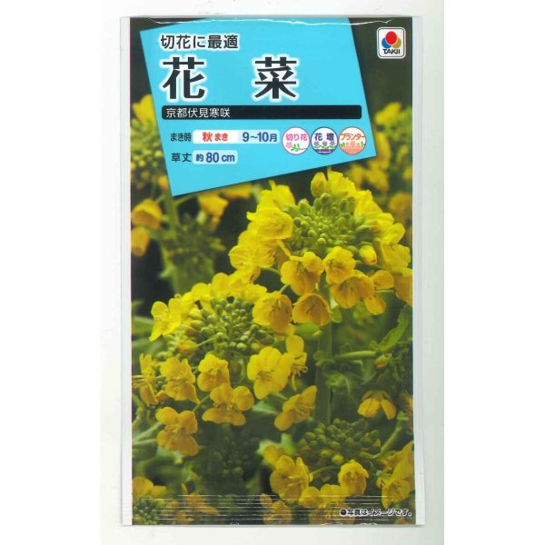 画像1: 送料無料　花の種　花菜　京都伏見寒咲　タキイ種苗(株) (1)