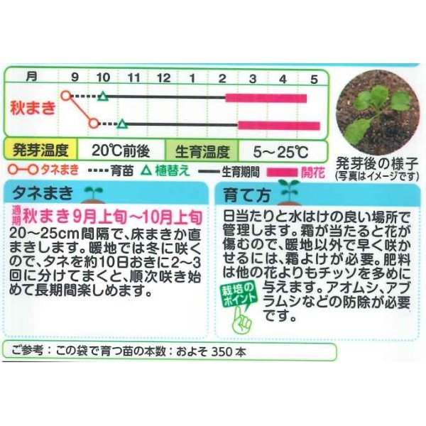 画像2: 送料無料　花の種　花菜　京都伏見寒咲　タキイ種苗(株) (2)