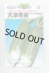 画像: 送料無料[大根]　天津青長　小袋(6ml)　丸種(株)