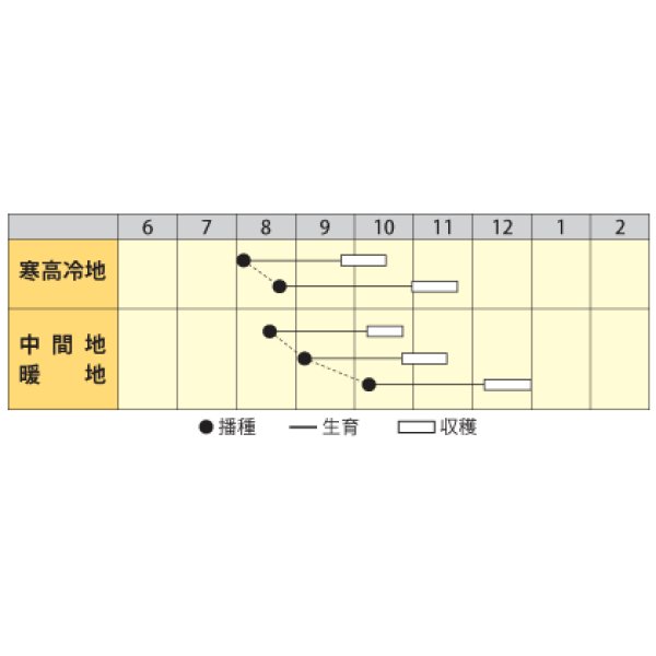 画像2: 送料無料[大根]　天津青長　小袋(6ml)　丸種(株) (2)