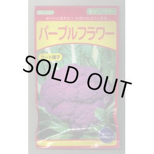 画像: 送料無料　[カリフラワー]　パープルフラワー　コート　30粒　武蔵野交配