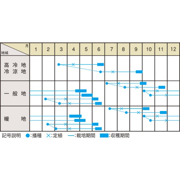 画像3: 送料無料　[キャベツ]　桜春EL　1ml　(株)大和農園 (3)