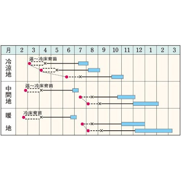 画像3: 送料無料　[キャベツ]　ネオルビーSP　150粒　タキイ種苗(株)　DF (3)