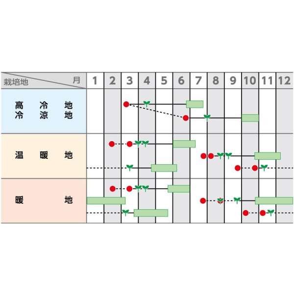 画像2: 送料無料　[キャベツ]　金系201号　ペレット　100粒　(株)サカタのタネ　実咲PRO (2)