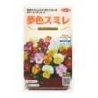 画像1: 送料無料　花の種　パンジー　夢色スミレ　モーニングスマイル　約50粒　(株)サカタのタネ　実咲500（105173） (1)