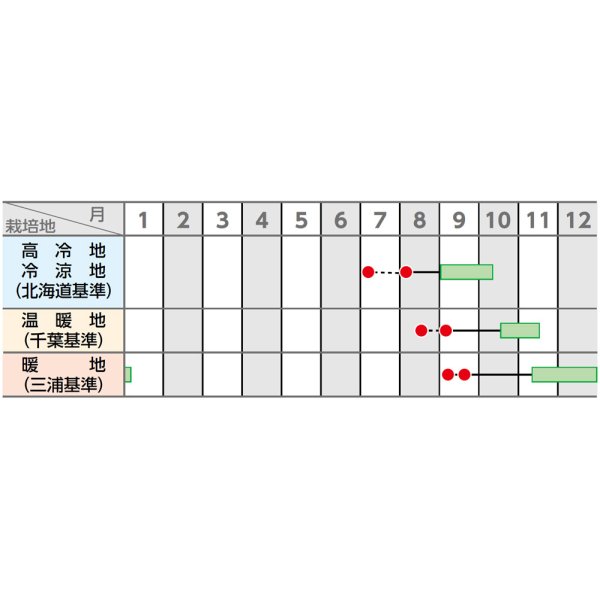 画像2: 送料無料　[大根]　夏秋自慢　800粒　(株)サカタのタネ (2)