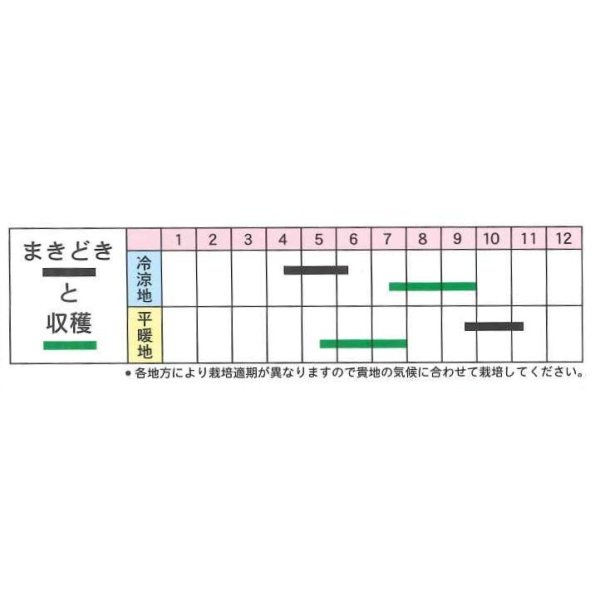 画像2: [そら豆]　お多福　1L　丸種種苗（株） (2)