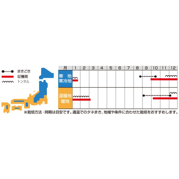 画像2: 送料無料　[ほうれんそう]　サラダほうれん草　ディンプル　約750粒　(株)サカタのタネ　実咲200（003006） (2)