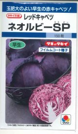 画像: 送料無料　[キャベツ]　ネオルビーSP　150粒　タキイ種苗(株)　DF