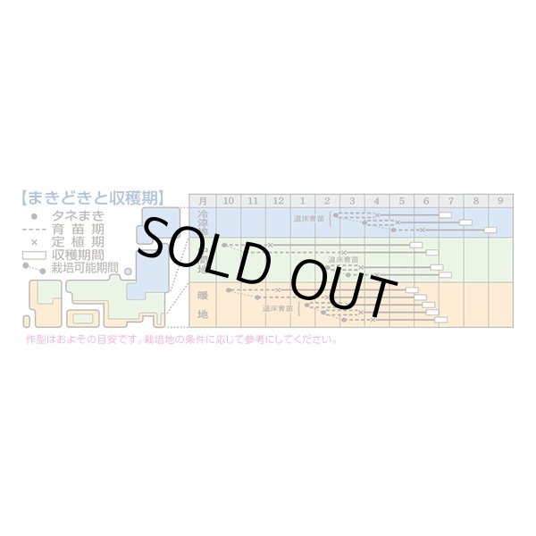 画像3: 送料無料　[キャベツ]　YR天空　2000粒　タキイ種苗(株) (3)