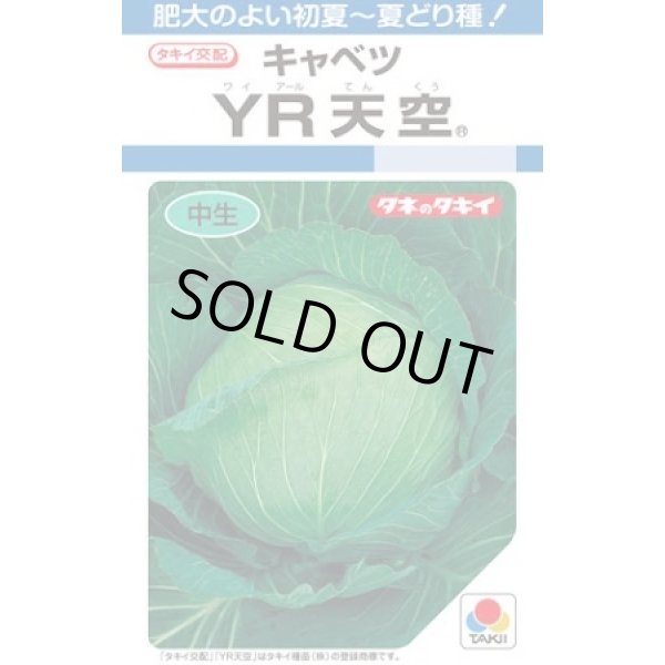 画像1: 送料無料　[キャベツ]　YR天空　2000粒　タキイ種苗(株) (1)