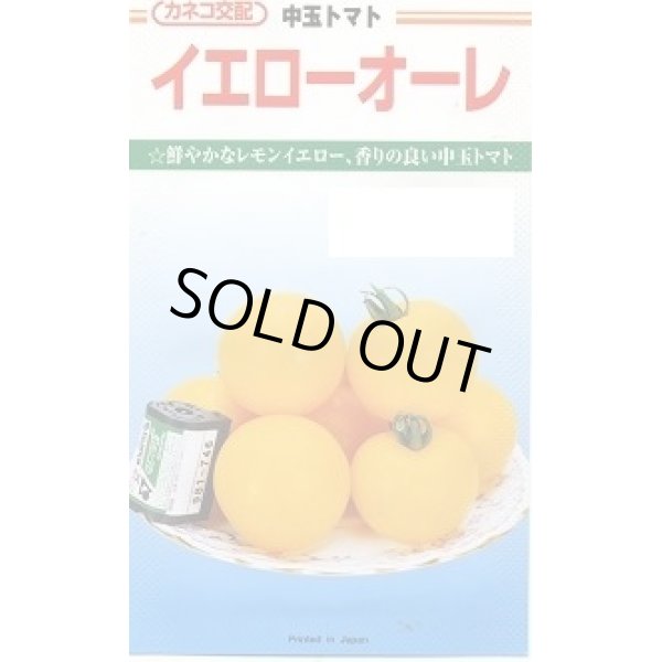 画像1: 送料無料　[トマト/中玉トマト]　イエローオーレ　100粒　カネコ交配 (1)
