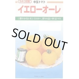 画像: 送料無料　[トマト/中玉トマト]　イエローオーレ　1000粒　カネコ交配