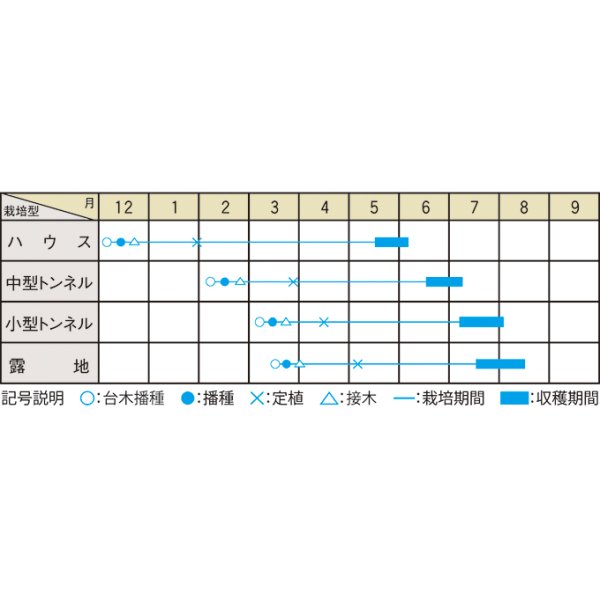 画像3: 送料無料　[スイカ]　オレンジハート　7粒（株）大和農園 (3)