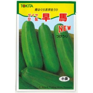 画像: 送料無料　[瓜類]　NEW早馬　30粒　トキタ種苗（株）