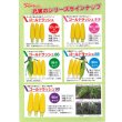 画像7: 送料無料　[とうもろこし]　ゴールドラッシュ90　約55粒　(株)サカタのタネ　実咲450（002890） (7)