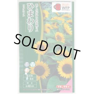 画像: 送料無料　花の種　ひまわり　ビッグスマイル(約15粒)　タキイ種苗(株)　NL300