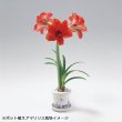 画像8: 送料無料　球根　アマリリス　ポット植え　タキイ種苗（株） (8)