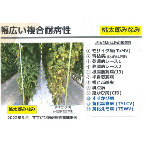 画像3: 送料無料　[トマト/桃太郎系]桃太郎みなみ　2L　PL　1000粒　タキイ種苗(株) (3)