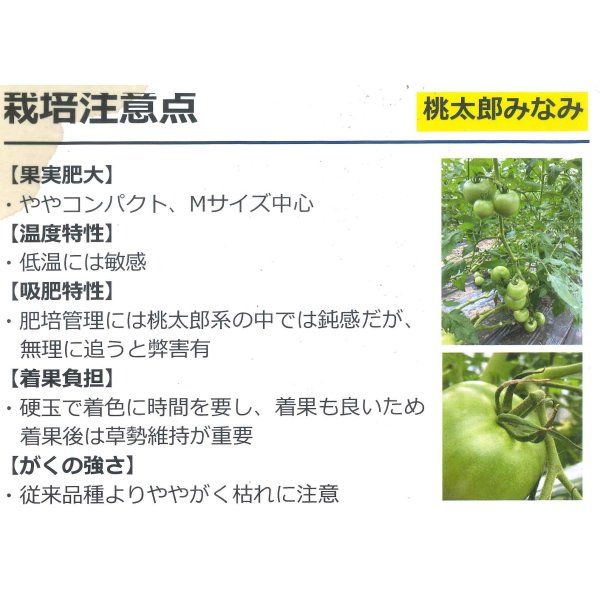 画像5: 送料無料　[トマト/桃太郎系]桃太郎みなみ　2L　PL　1000粒　タキイ種苗(株) (5)