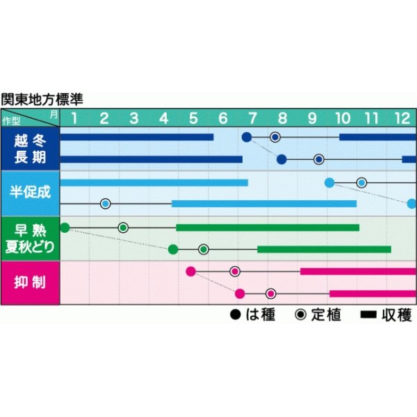 画像2: 送料無料　[トマト/ミニトマト]　ミニトマト　ラブリーさくら　100粒　ヴィルモランみかど (2)