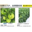 画像5: 送料無料　[トマト/桃太郎系]桃太郎みなみ　1000粒　タキイ種苗(株) (5)