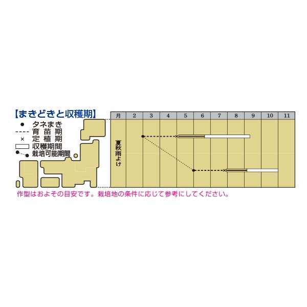 画像2: 送料無料　[トマト/桃太郎系]桃太郎みなみ　2L　PL　1000粒　タキイ種苗(株) (2)