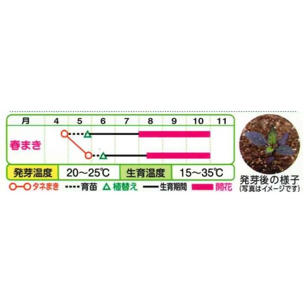 画像3: 送料無料　花の種　とうがらし（観賞用）オニキスレッド　10粒　タキイ種苗（株）NL400 (3)