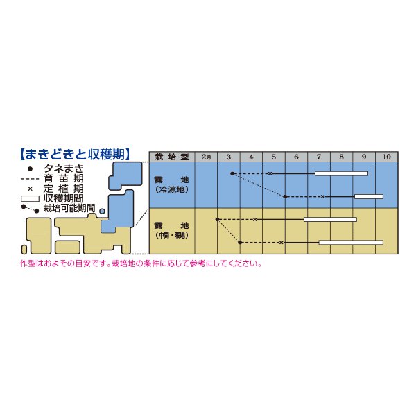 画像2: 送料無料　[トマト/桃太郎系]　ホーム桃太郎　1000粒　タキイ種苗(株) (2)