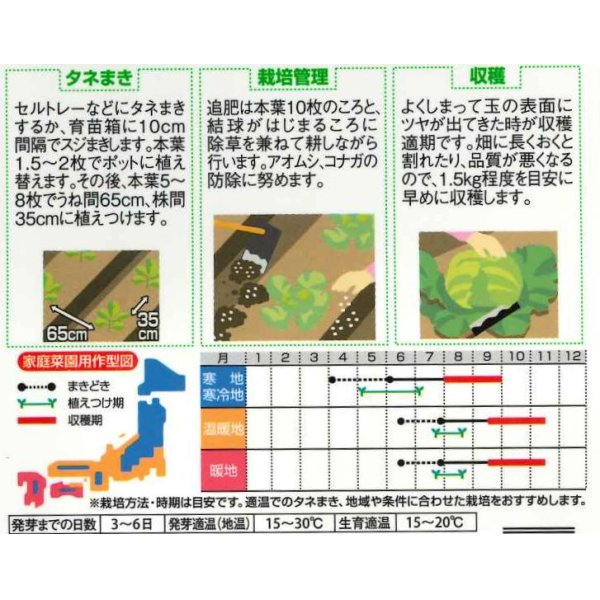 画像2: 送料無料　[キャベツ]　藍天　0.8ml（約85粒）（株）サカタのタネ　実咲450（003731） (2)