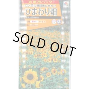 画像: 送料無料　花の種　お徳用パック！ひまわり畑　大輪一重咲黄色　タキイ種苗(株)