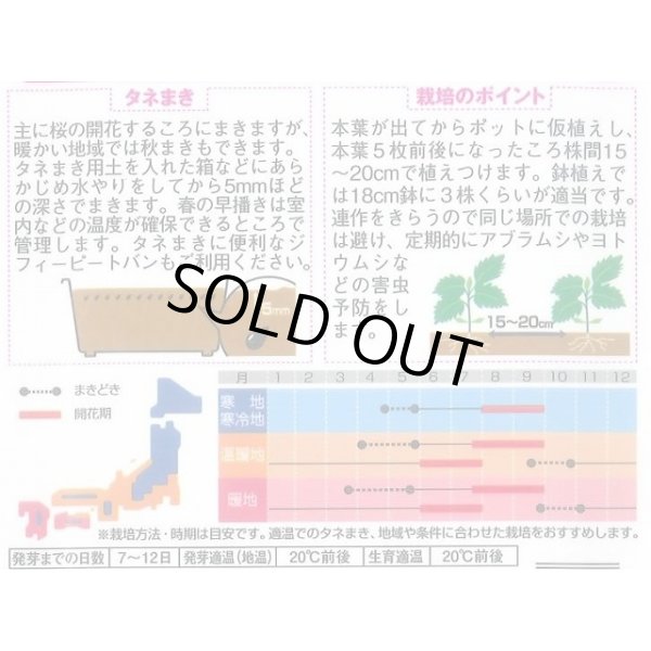 画像2: 送料無料　花の種　アスター　あずみ混合　約143粒　(株)サカタのタネ　実咲350（026083） (2)