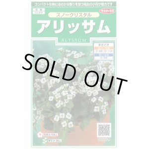 画像: 送料無料　花の種　アリッサム　スノークリスタル　約43粒　　(株)サカタのタネ　実咲250（026216）