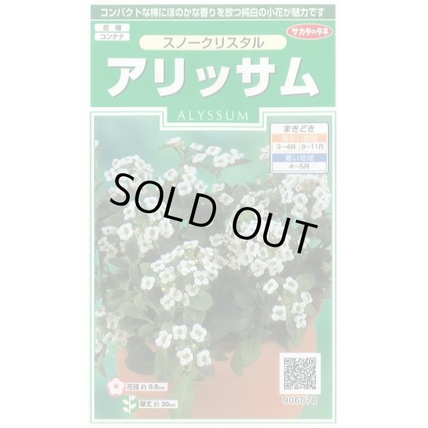 画像1: 送料無料　花の種　アリッサム　スノークリスタル　約43粒　　(株)サカタのタネ　実咲250（026216） (1)