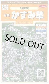 画像: 送料無料　花の種　宿根　かすみ草　八重咲き　約110粒　　(株)サカタのタネ　実咲200（026312）